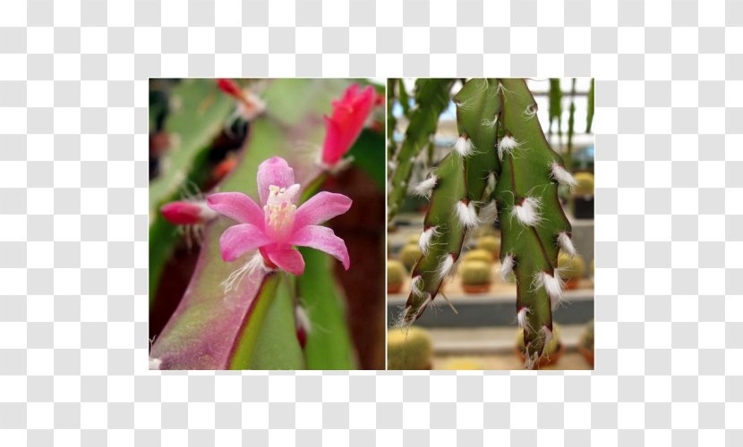 Rhipsalis Lepismium Cruciforme Succulent Plant Hatiora - Flowering - Cacto Transparent PNG