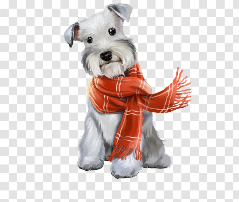 Miniature Schnauzer Chihuahua Giant Puppy Maltese Dog Transparent PNG