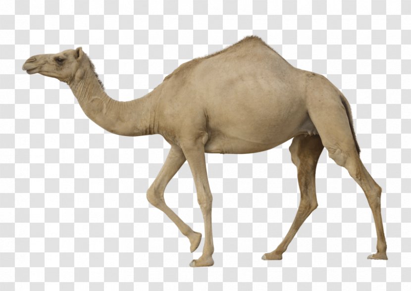 Dromedary Bactrian Camel Transparency Clip Art - Terrestrial Animal - Ramadan Transparent PNG