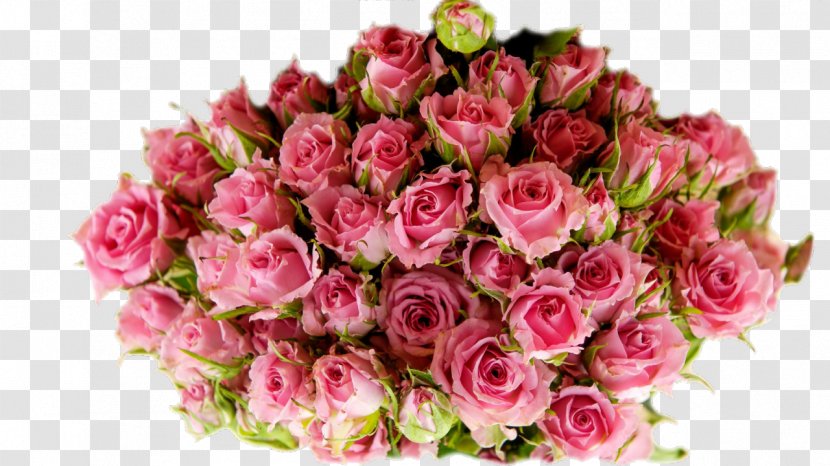 Garden Roses Herbal Tea Магазин китайского чая NewTea.ua Cabbage Rose - Room Transparent PNG