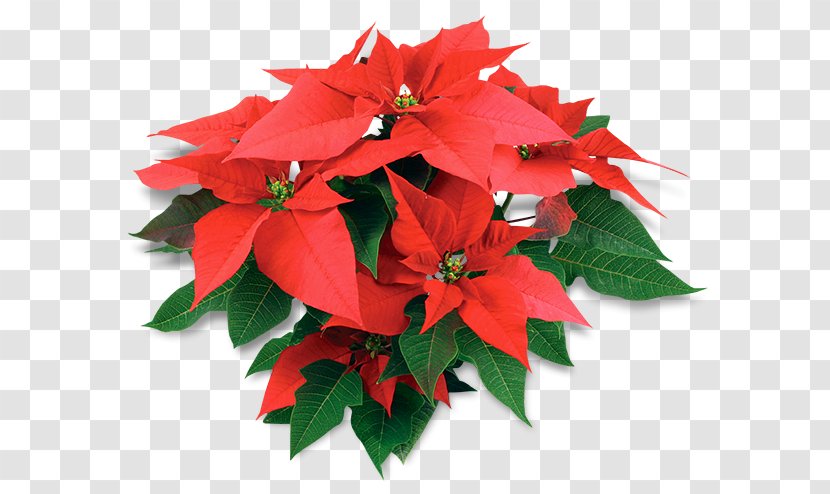 Poinsettia Christmas Day United States Of America De La Noche Buena Atlixco - Cut Flowers - African American History Class Transparent PNG