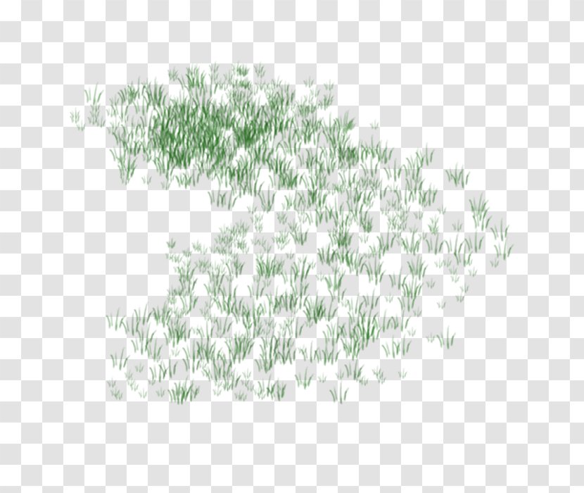 Grass Lawn Plant - Google Images Transparent PNG
