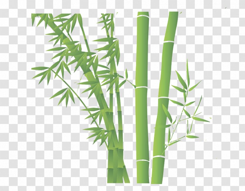Bamboo Download - Plant Stem - Green Transparent PNG