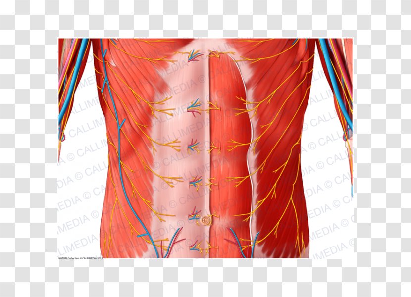 Hip Nerve Abdomen Blood Vessel Muscle - Heart - Frame Transparent PNG
