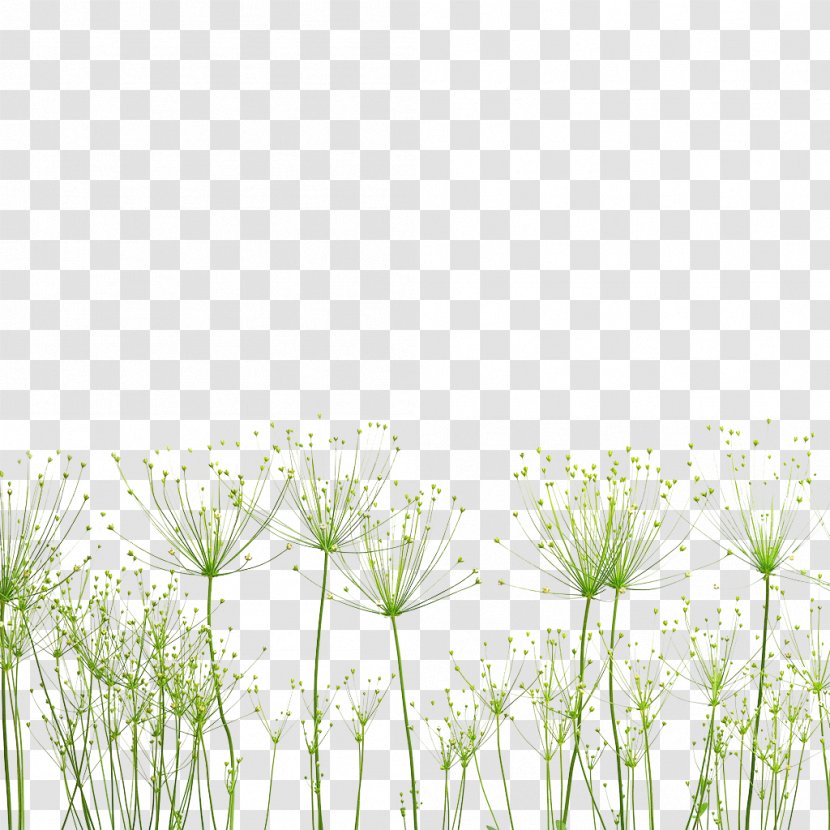 Plant Nature Dandelion - Tree - Small Fresh Transparent PNG