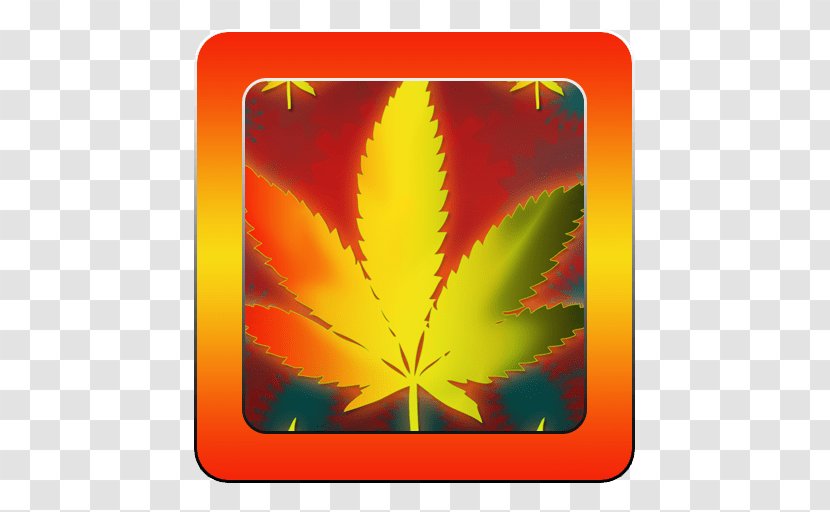 Maple Leaf - Mariuana Transparent PNG