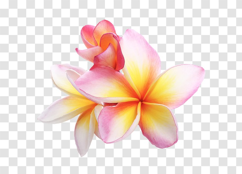 Frangipani Petal Flower Stock Photography Image Transparent PNG