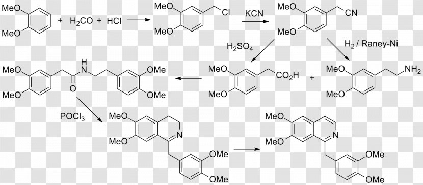 Vitamin K Antagonist Drug Receptor Lysergic Acid Diethylamide Quantitative Structure–activity Relationship - Silhouette - Medicinal Plants Transparent PNG