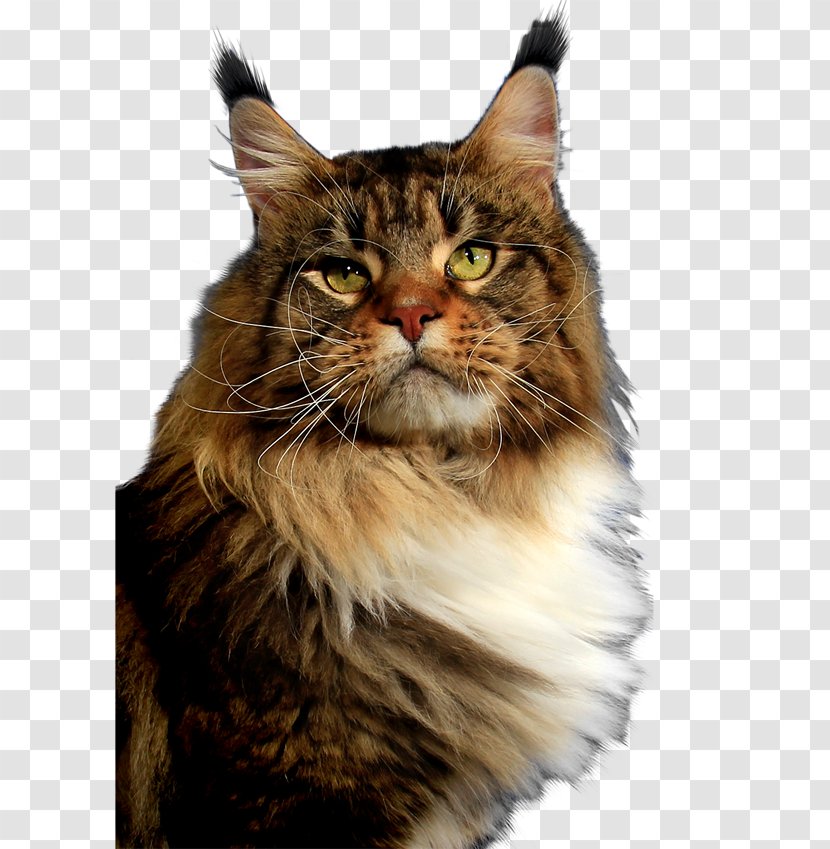 Maine Coon Whiskers Siberian Cat Norwegian Forest Domestic Short-haired - Carnivoran - Exquisite Personality Hanger Transparent PNG