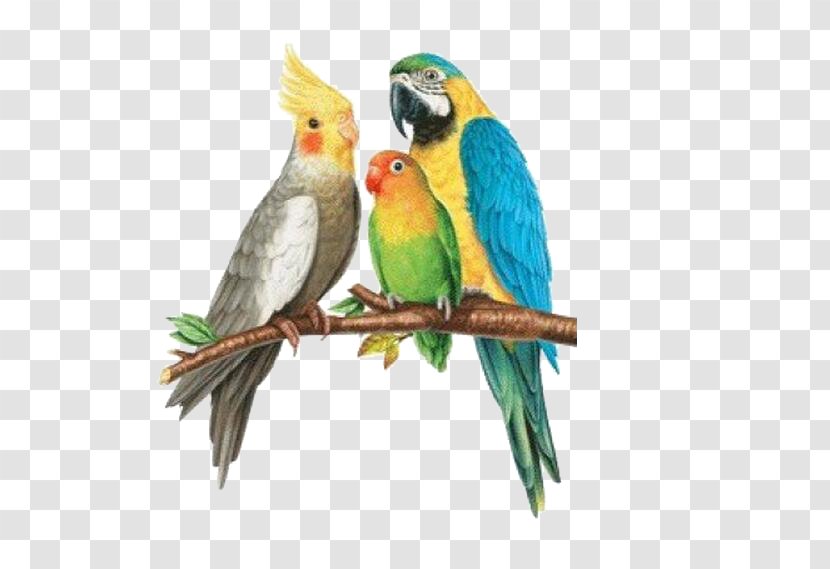 Rosy-faced Lovebird Parrots Budgerigar Cockatoo - Parrot Transparent PNG