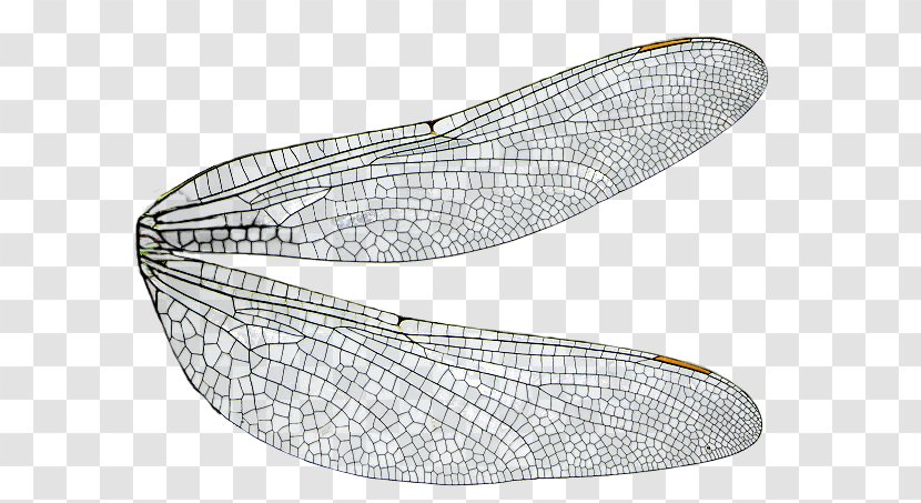 Dragonfly Insect Wing - Pixie Transparent PNG