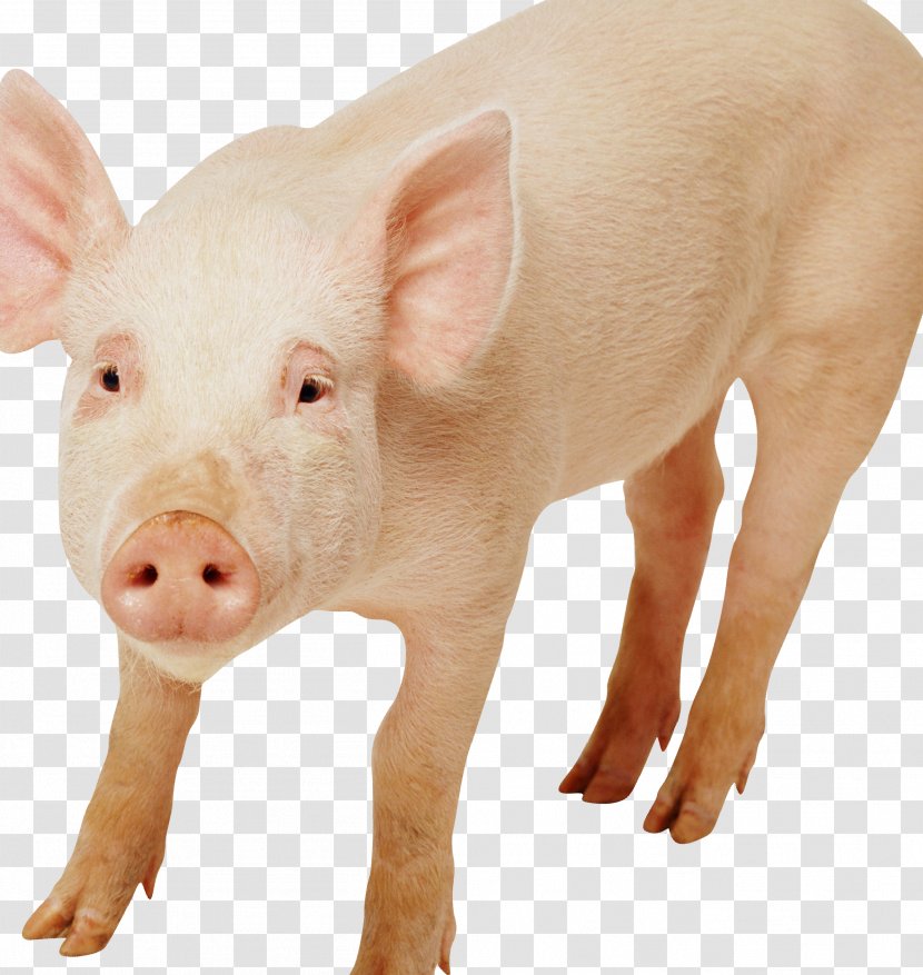Domestic Pig Pig's Ear Snout Livestock - Piglet Transparent PNG