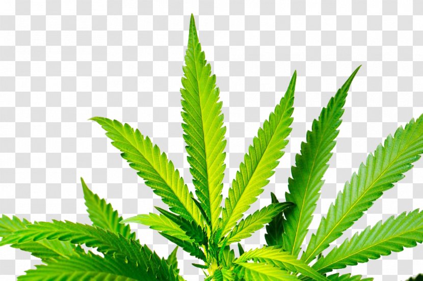 Cannabis Sativa Stock Photography - Green Leaves Transparent PNG