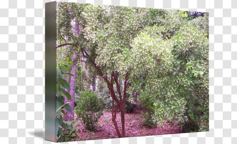 Staphylea Trifolia Imagekind Yard Shrub Pinnata - Triphasia Transparent PNG