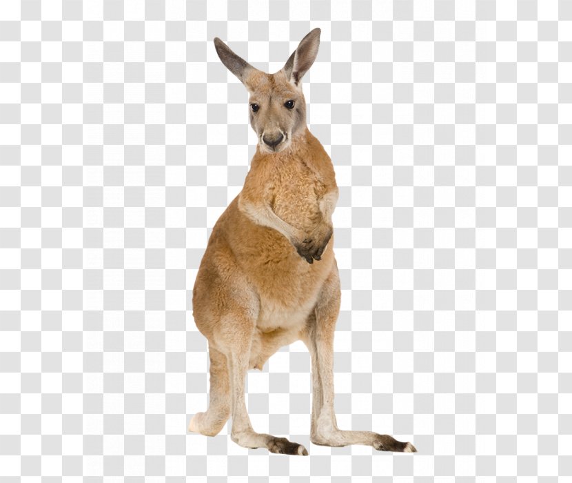 Red Kangaroo Wild Boar Macropods Poster - Wallaby Transparent PNG