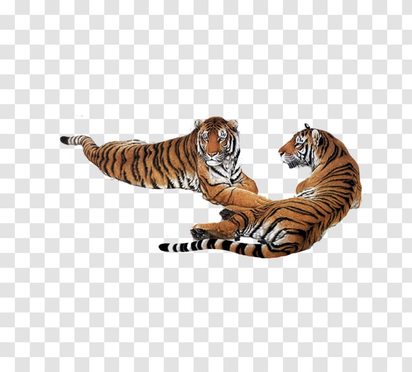 South China Tiger Siberian Google Images Download - Terrestrial Animal - Tummy Transparent PNG