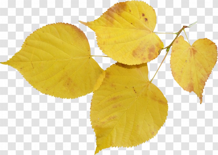 Leaf Tilia Cordata Bud Autumn Flower - Shoot Transparent PNG