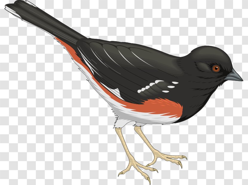 Bird Columbidae Swallow - Fauna - Vector Birds Transparent PNG