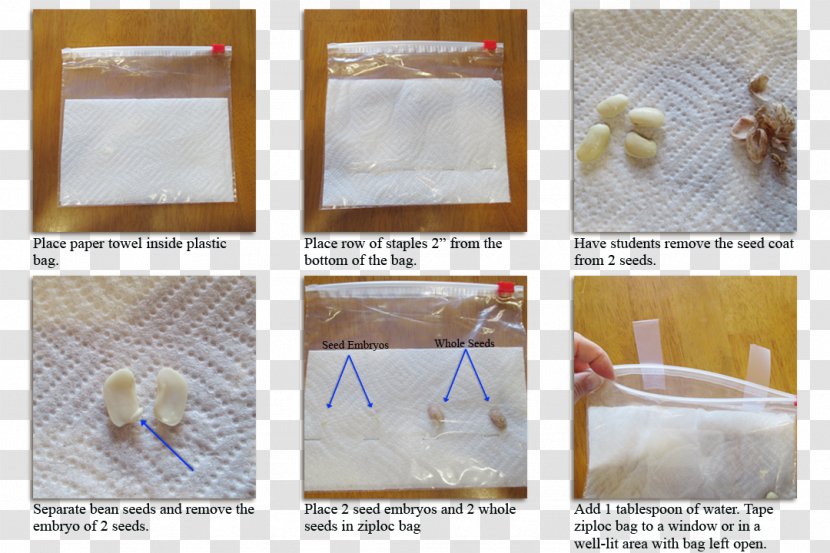 Plastic Bag Ziploc Paper Seed Germination - Seeds Transparent PNG