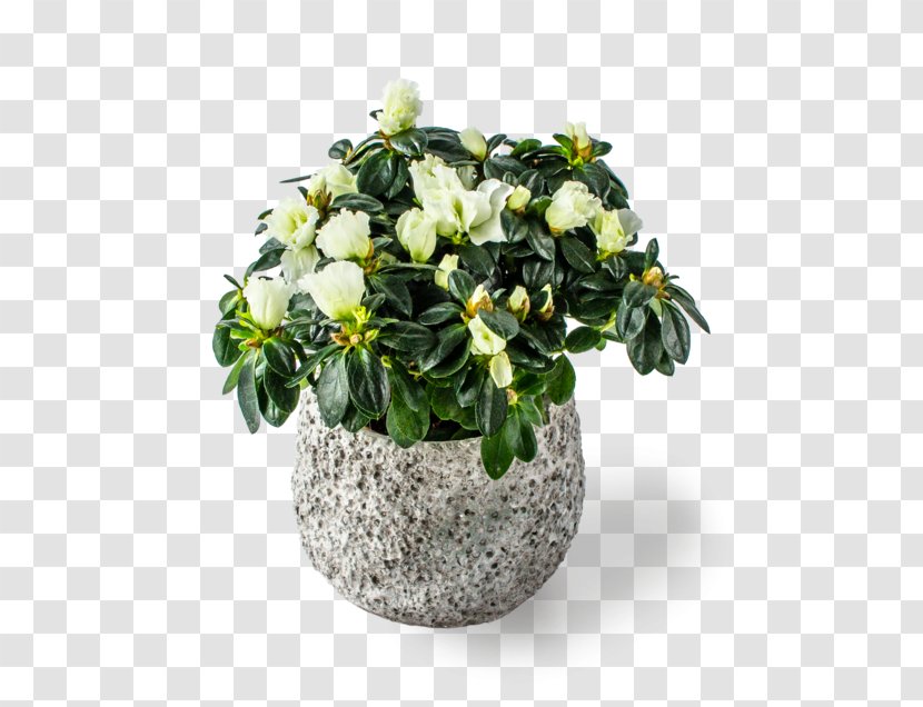 Cut Flowers Flowerpot Houseplant Flowering Plant - Rhododendron Simsii Transparent PNG
