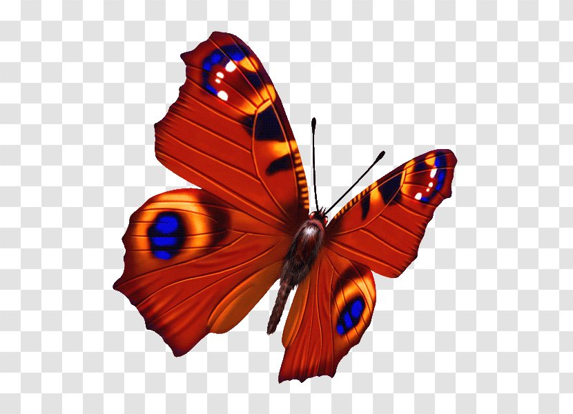 Butterfly Photography - Arthropod - Cartoon Transparent PNG