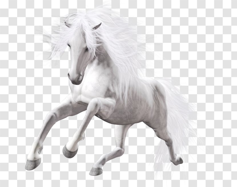 Horse White Stallion - Mustang - Transparent Art Transparent PNG