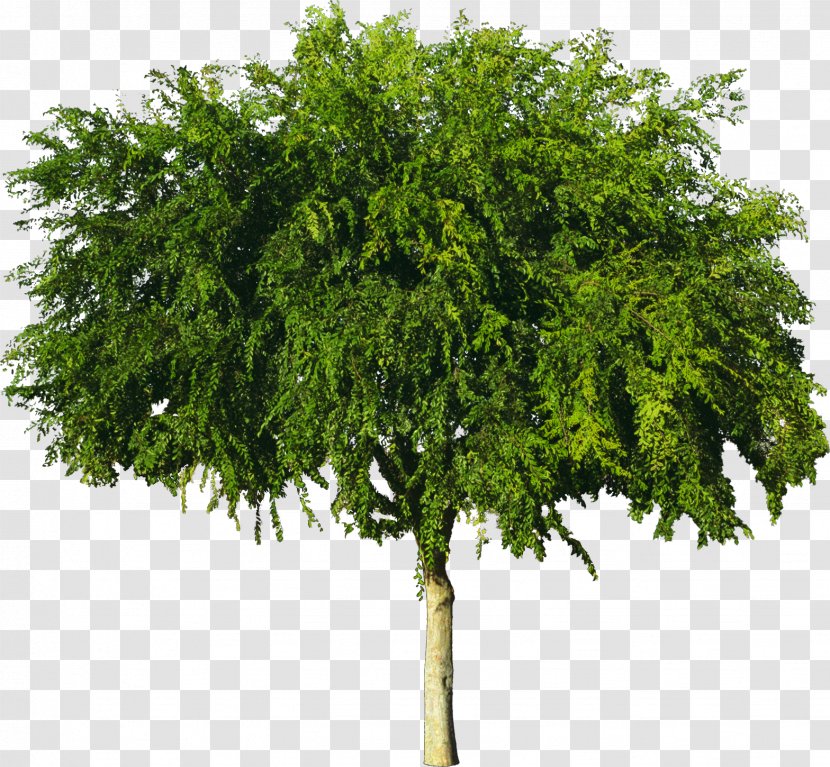Tree American Sycamore Wood Plant - Branch - Bushes Transparent PNG
