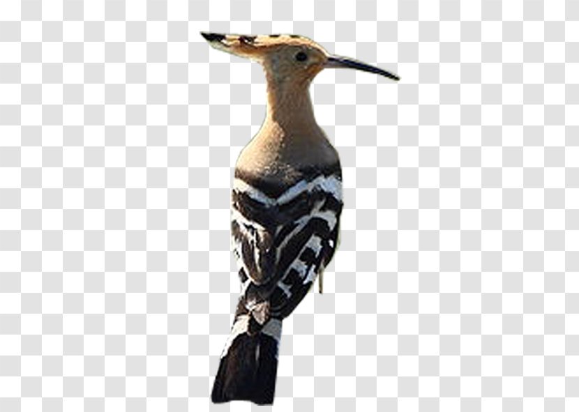 Beak Fauna Neck - Zozo Transparent PNG