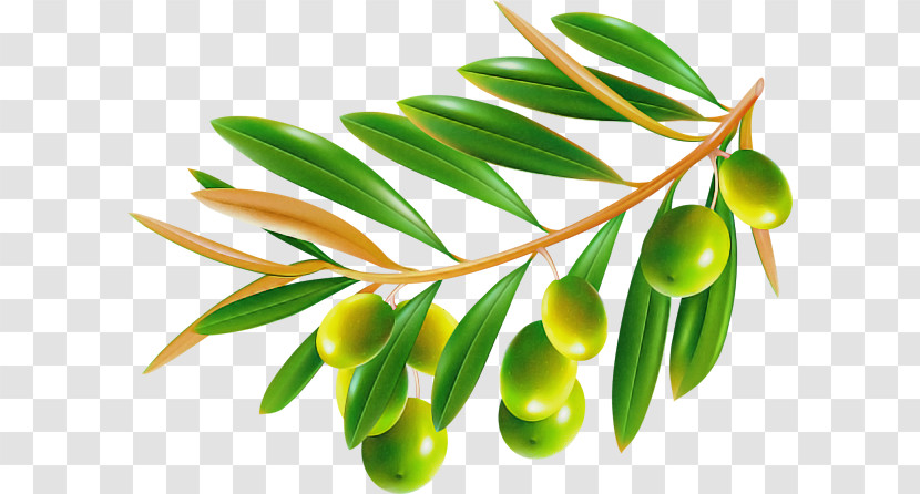 Plant Leaf Flower Tree Olive Transparent PNG