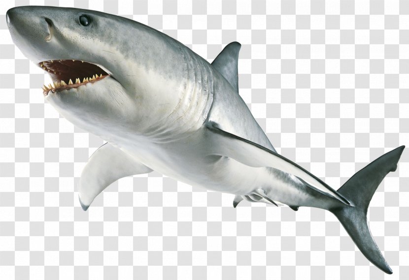 Ultimate Sticker Book: Frozen Shark Stickers Paperback Dorling Kindersley - Cartilaginous Fish - Big White Transparent PNG