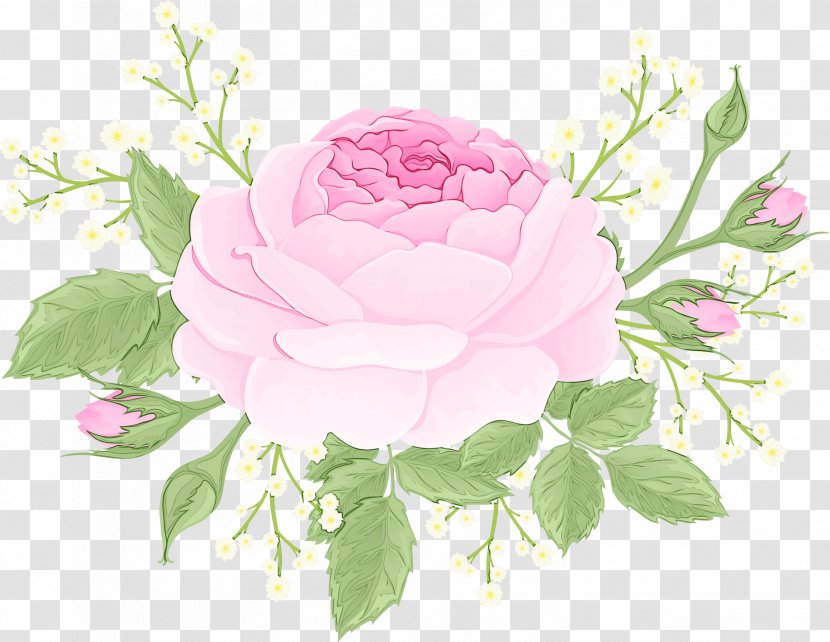 Garden Roses - Plant - Petal Transparent PNG