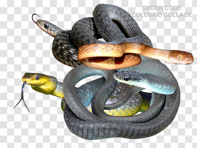 Mambas Kingsnakes Colubrid Snakes Rattlesnake - Elapid - Text T-shirt Design Transparent PNG