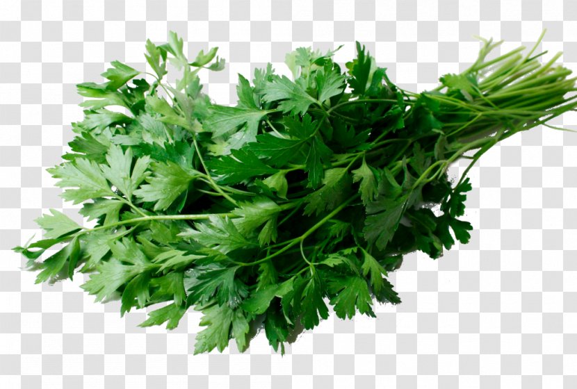 Coriander Stuffing Flat-leaved Parsley Herb - Root - Persil Transparent PNG