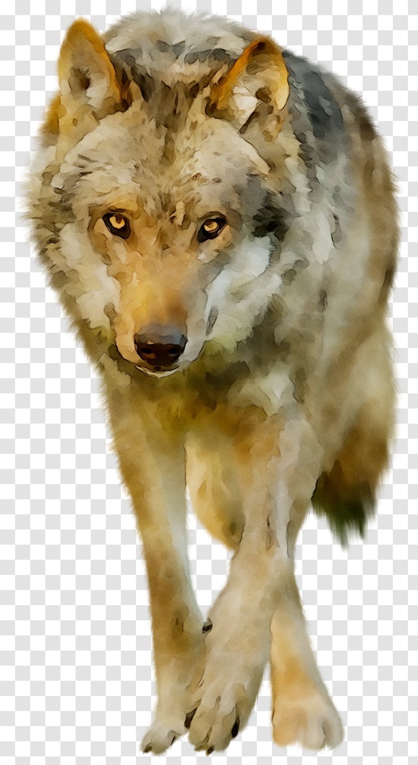 Alaskan Tundra Wolf Coyote Jackal Red Fauna - Fur Transparent PNG