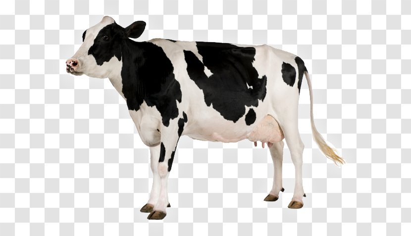 Holstein Friesian Cattle Dairy - Milk Drops Transparent PNG