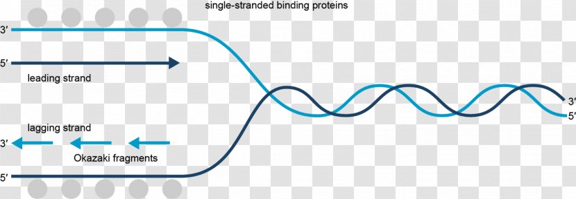 Coding Strand DNA Replication Transcription Biology - Tree - Singlestranded Binding Protein Transparent PNG