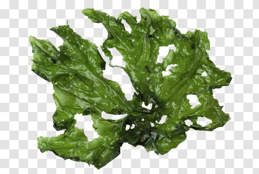 Sea Lettuce Seaweed Green Algae Royalty-free - Vegetarian Food - Alg Flyer Transparent PNG