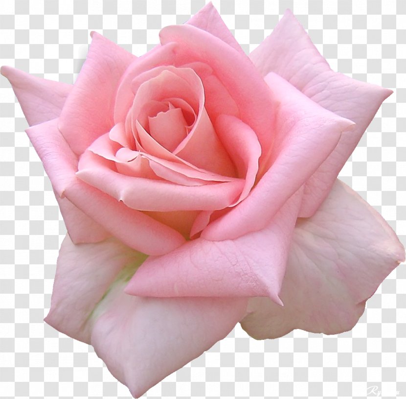 Picture Frames Desktop Wallpaper Rose Flower - Wedding - Red Transparent PNG
