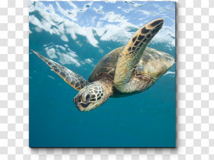Loggerhead Sea Turtle Conservancy Green Olive Ridley Transparent PNG