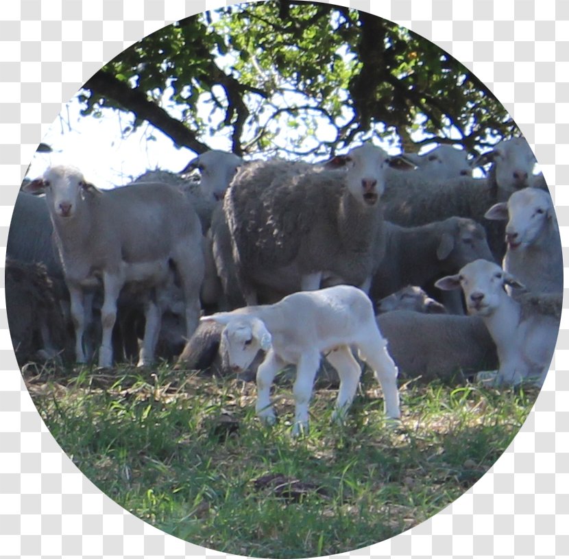 Sheep Goat Pasture Grazing Cattle - Fauna Transparent PNG