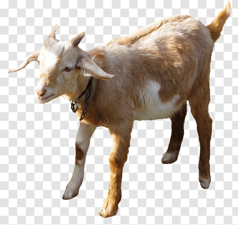 Boer Goat Sheep Farming Sheep–goat Hybrid - Cattle Like Mammal Transparent PNG
