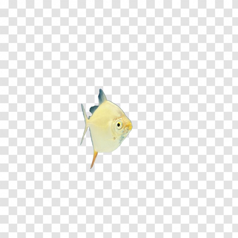 Fish Yellow - Insects, Transparent PNG
