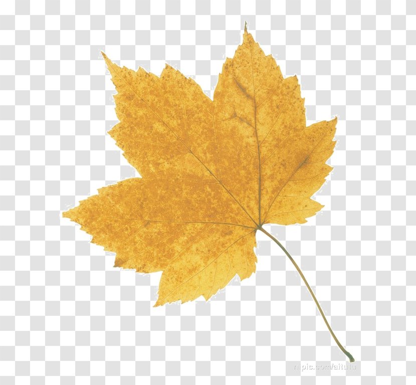 Maple Leaf - Tree - Autumn Leaves Transparent PNG