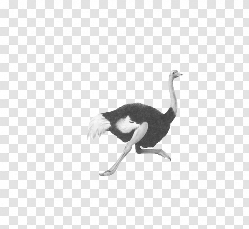 Common Ostrich Flightless Bird Duck Domestic Goose - Small To Medium Sized Cats - Running Transparent PNG