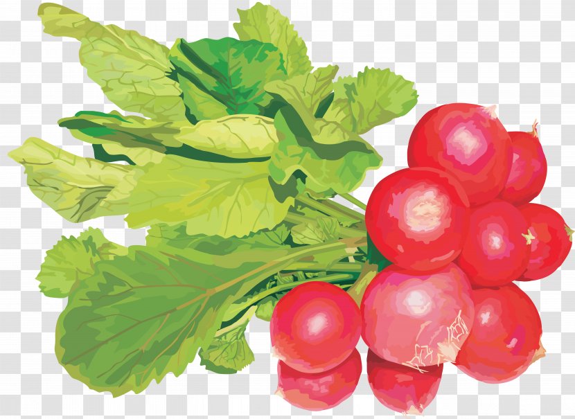 Garden Radish Vegetable Clip Art Image - Flower Transparent PNG