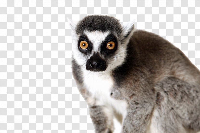 Ring-tailed Lemur Primate Animal Usability Goals - Tail Transparent PNG