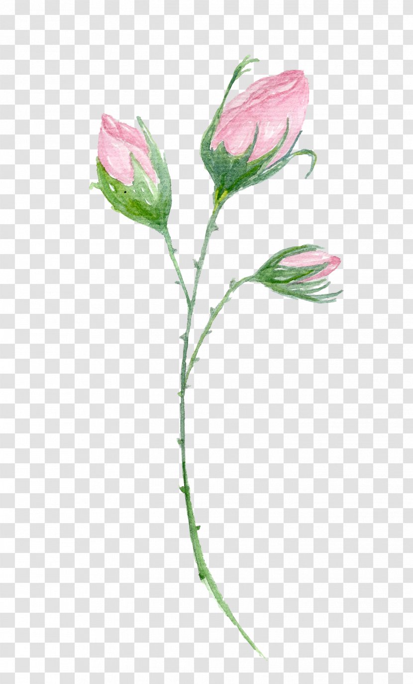 Garden Roses Pink Бутон Flower - Drawing Transparent PNG