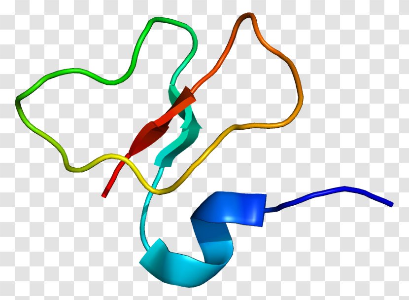 Beta Defensin 1 Beta-defensin 2 Alpha - Amino Acid - Epithelium Transparent PNG