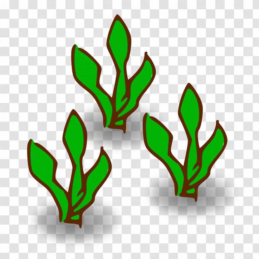 Kelp Forest Giant Seaweed Clip Art - Grass Family Transparent PNG