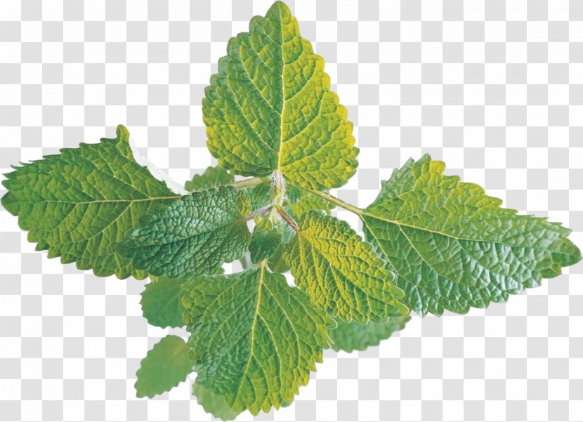 Peppermint Mentha Arvensis Spicata Water Mint Pennyroyal - Herb - Fresh Leaves Transparent PNG